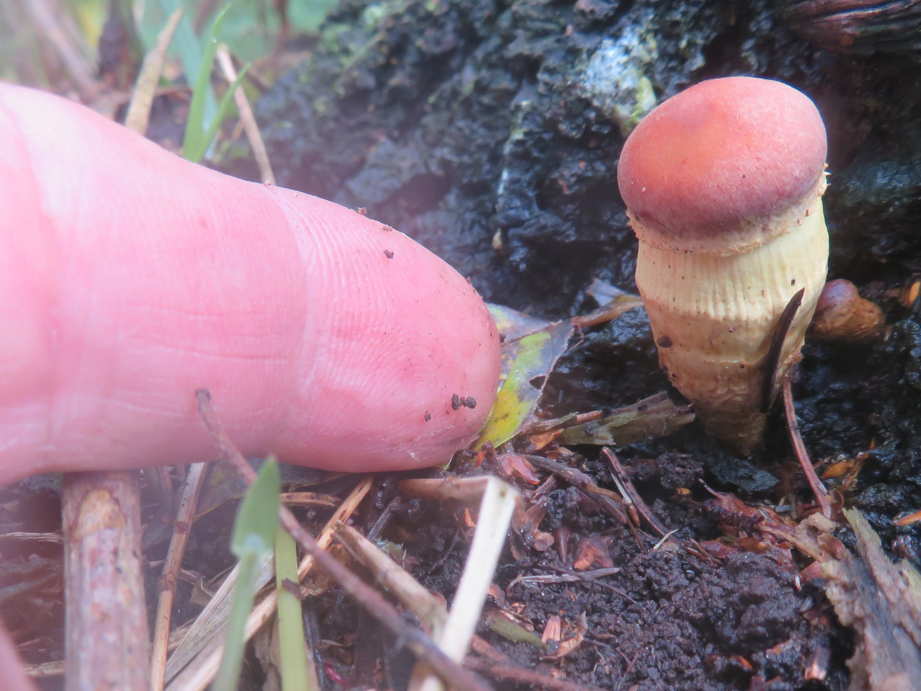 Zwam met rode knotsvormige hoed